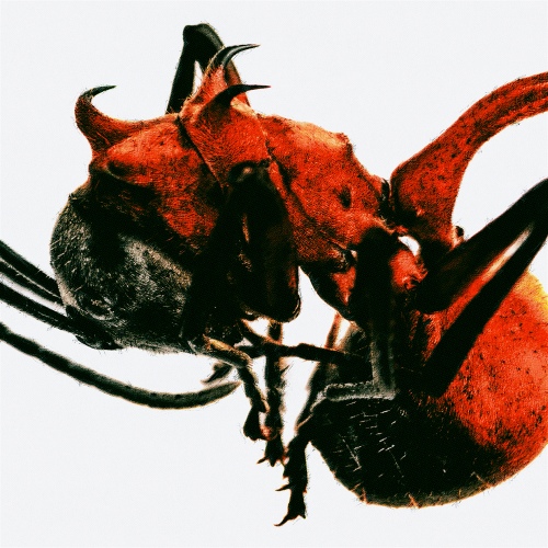 QM - 개미 (ANT) Cover